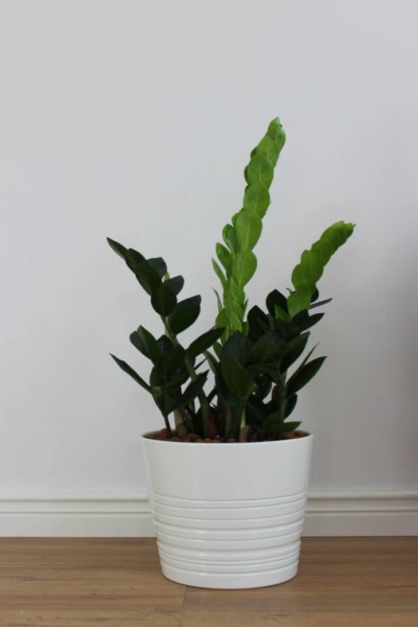 Zz Plants - Image 2