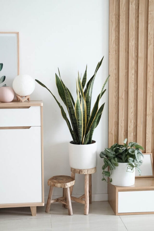 Sansevieria Golden Flame - 图片 2